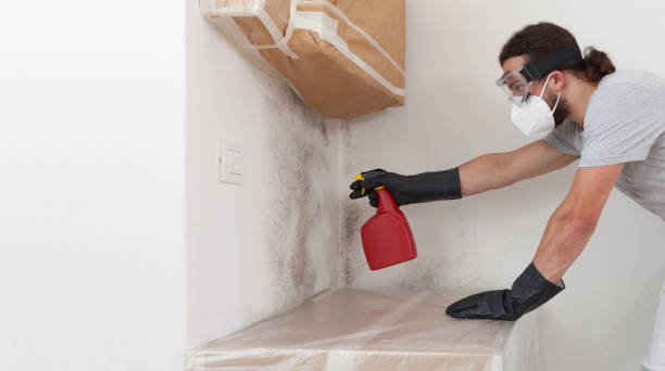 Professional Attic Mold Remediation technician working in Ashland, MA