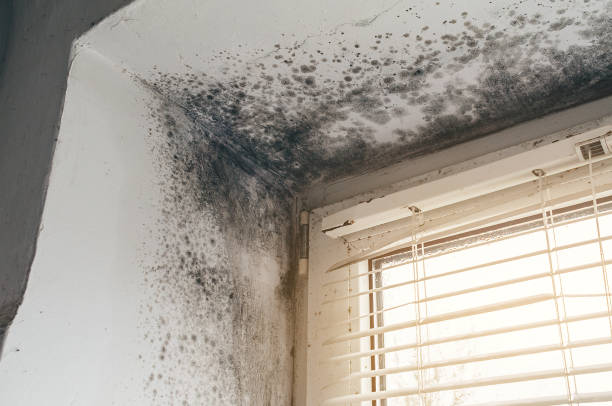 Affordable Attic Mold Remediation solutions in Ashland, MA